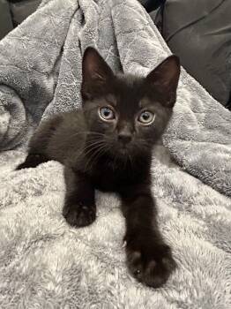 Domestic Short Hair Cats Available for Adoption - Sassy | PetCurious