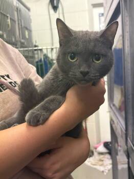 Rescue Domestic Short Hair Cats for Adoption in Fincastle, Virginia - Carla | PetCurious