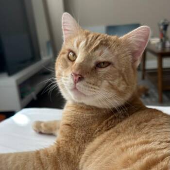 Tabby and Domestic Short Hair Cats Available for Adoption - Pooh Bear | PetCurious