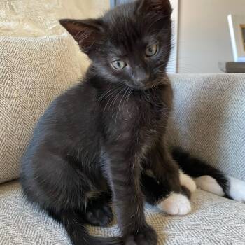 Rescue Domestic Short Hair Cats for Adoption in Hopkinsville, Kentucky - Herman | PetCurious