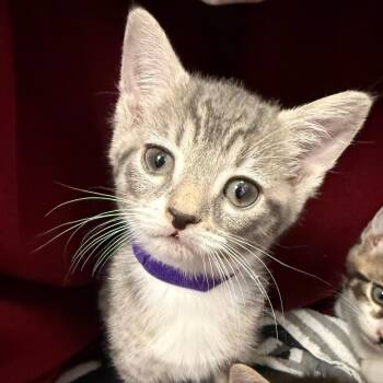 Domestic Short Hair Cats Available for Adoption in Troy, Virginia - Bubbles | PetCurious