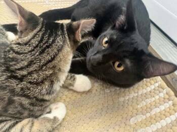 Frankie -  Domestic Long Hair Cat for Adoption in Cromwell, Kentucky - Frankie | PetCurious