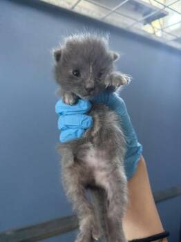 HUNTRESS WIZARD -  Domestic Short Hair Cat for Adoption in San Bernardino, California - HUNTRESS WIZARD | PetCurious