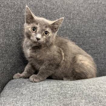 Silvermist -  Domestic Short Hair Cat for Adoption in Buffalo, Minnesota - Silvermist | PetCurious