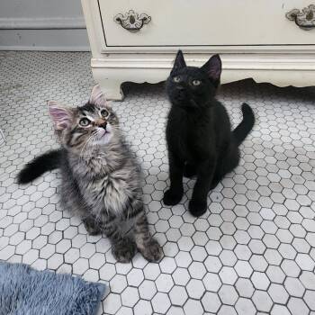 Fabiana -  Domestic Medium Hair Cat for Adoption in Chicago, Illinois - Fabiana | PetCurious