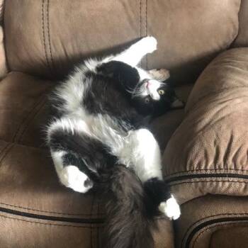 Willie -  Domestic Short Hair Cat Available for Adoption in Boston, Massachusetts - Willie | PetCurious