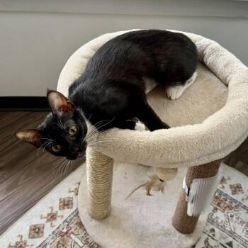 Miley -  Domestic Short Hair Cat for Adoption in La Grange, Kentucky - Miley | PetCurious