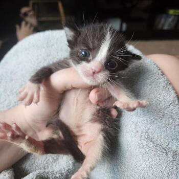 Stuck In The Middle With You -  Domestic Short Hair Cat for Adoption in Boerne, Texas - Stuck In The Middle With You | PetCurious