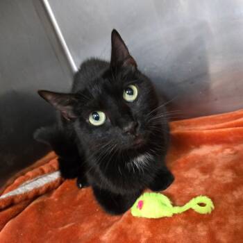 Rescue Domestic Short Hair Cats for Adoption in Idaho Falls, Idaho - Winifred | PetCurious