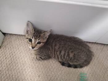 Harlow -  Tabby Cat for Adoption in Hamilton, Ontario - Harlow | PetCurious