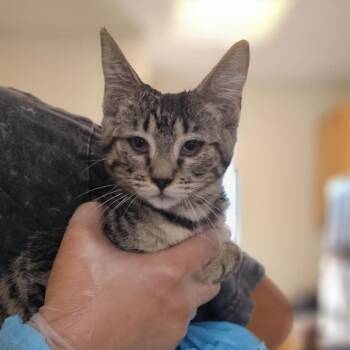 Rescue Domestic Medium Hair Cats for Adoption in Midland, Texas - Lucielle | PetCurious