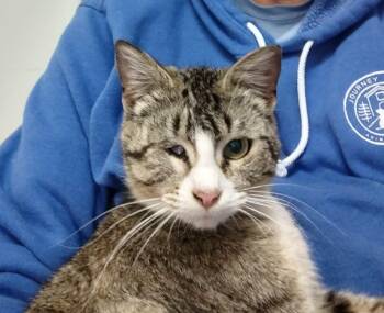Leela -  Domestic Short Hair Cat for Adoption in Grand Forks, North Dakota - Leela | PetCurious