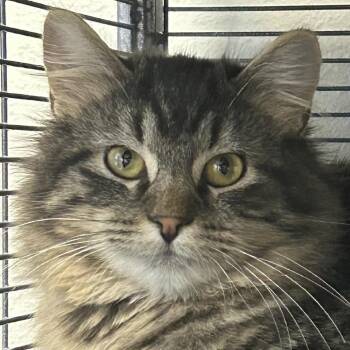 Domestic Long Hair Cats Available for Adoption - Nix | PetCurious