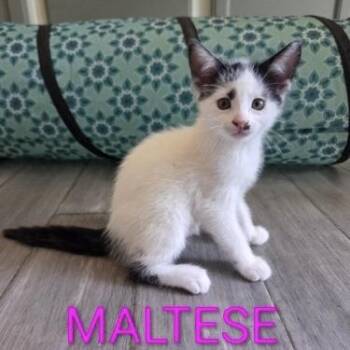 Maltese -  Domestic Short Hair Cat for Adoption in Bentonville, Arkansas - Maltese | PetCurious