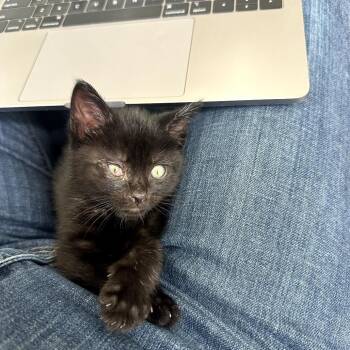 Carl -  Domestic Short Hair Cat for Adoption in Los Angeles, California - Carl | PetCurious