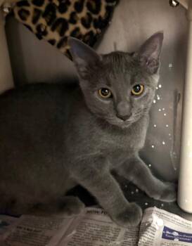 Frasier Crane -  Domestic Short Hair Cat for Adoption in Cincinnati, Ohio - Frasier Crane | PetCurious