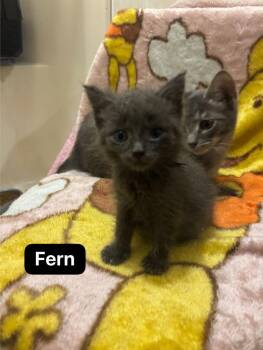 Fern -  Domestic Short Hair Cat for Adoption in Johnson City, Tennessee - Fern | PetCurious