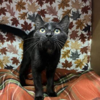 Hershey -  Domestic Short Hair Cat for Adoption - Hershey | PetCurious