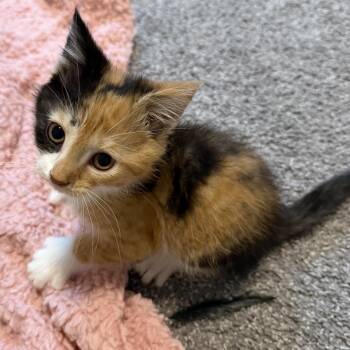 Callie -  Domestic Short Hair Cat for Adoption in Victor, New York - Callie | PetCurious