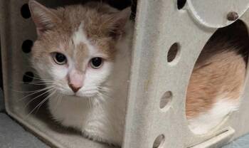 Rescue Domestic Short Hair Cats for Adoption in Roanoke, Virginia - Mimi | PetCurious