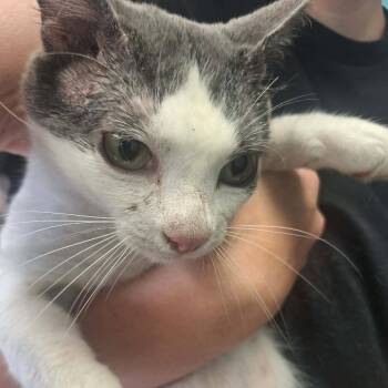 Bronx -  Domestic Short Hair Cat for Adoption in Madill, Oklahoma - Bronx | PetCurious