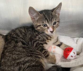 Gus -  Domestic Short Hair Cat for Adoption - Gus | PetCurious
