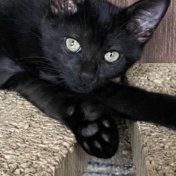 Rescue Domestic Short Hair Cats for Adoption in Sunrise, Florida - Papa | PetCurious