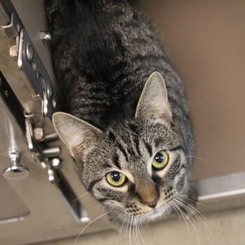 Meera -  Domestic Short Hair Cat for Adoption in Hattiesburg, Mississippi - Meera | PetCurious