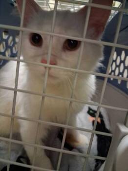 Meowth -  Domestic Short Hair Cat for Adoption in Cincinnati, Ohio - Meowth | PetCurious