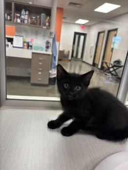 Judy -  Domestic Short Hair Cat for Adoption in Greenfield, Indiana - Judy | PetCurious