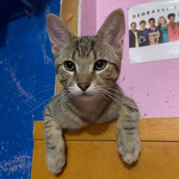 PURRCHUTTO -  Tabby Cat Available for Adoption in Delhi, Ontario - PURRCHUTTO | PetCurious