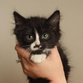 Twyla C71037 -  Domestic Medium Hair Cat for Adoption in Minnetonka, Minnesota - Twyla C71037 | PetCurious