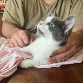 Macaroon -  Siamese Cat Available for Adoption in New Braunfels, Texas - Macaroon | PetCurious