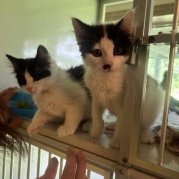 Grant and Lana -  Domestic Medium Hair Cat for Adoption in Hutchinson, Minnesota - Grant And Lana | PetCurious