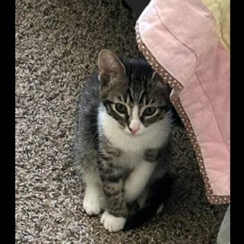 Rollie -  Domestic Short Hair Cat for Adoption in Ashland, Oregon - Rollie | PetCurious