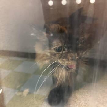 Jelly -  Domestic Short Hair Cat for Adoption in Philadelphia, Pennsylvania - Jelly | PetCurious