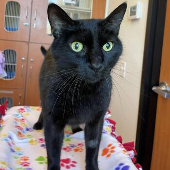 Domestic Short Hair Cats Available for Adoption in Rochester, Minnesota - Opey | PetCurious