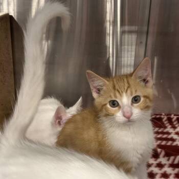 Samson -  Domestic Short Hair Cat for Adoption in Davenport, Iowa - Samson | PetCurious