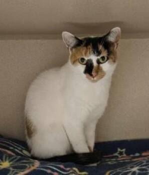 Rescue Calico Cats for Adoption in Middletown, Connecticut - Marley | PetCurious