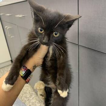 Bracelet -  Domestic Short Hair Cat for Adoption in Morganton, North Carolina - Bracelet | PetCurious