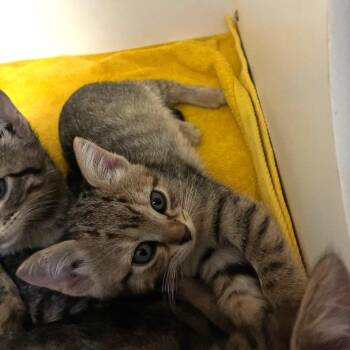 Kit-Kat -  Domestic Short Hair Cat for Adoption in NEW PT RICHEY, Florida - Kit-Kat | PetCurious