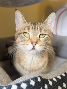 Domestic Short Hair Cats Available for Adoption - Ducky | PetCurious