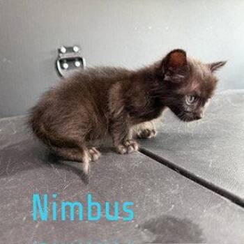Domestic Short Hair Cats Available for Adoption in Pleasanton, Texas - Nimbus | PetCurious