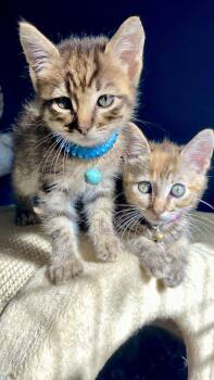 Billy -  Domestic Short Hair Cat for Adoption in Seal Beach, California - Billy | PetCurious
