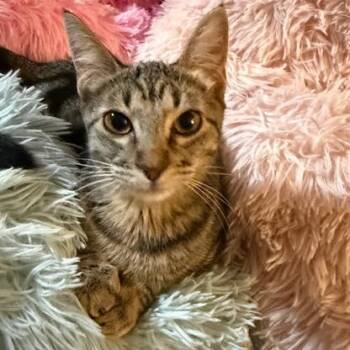 Rescue Domestic Short Hair Cats for Adoption in Los Angeles, California - Siri | PetCurious