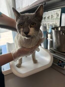 *Boris* -  Domestic Short Hair Cat for Adoption in Salt Lake City, Utah - *Boris* | PetCurious