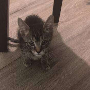 Nebula -  Domestic Short Hair Cat for Adoption - Nebula | PetCurious