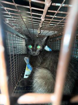GRACEY -  Domestic Medium Hair Cat for Adoption in San Antonio, Texas - GRACEY | PetCurious