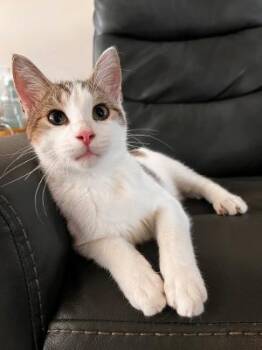 Taquito -  Domestic Short Hair Cat for Adoption in Mokena, Illinois - Taquito | PetCurious