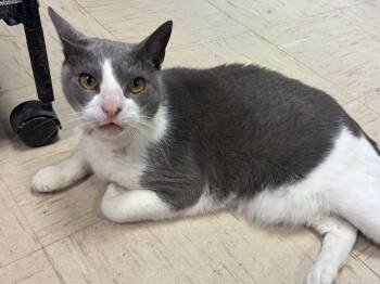Rescue Domestic Short Hair Cats for Adoption in Wallingford, Connecticut - Templeton | PetCurious